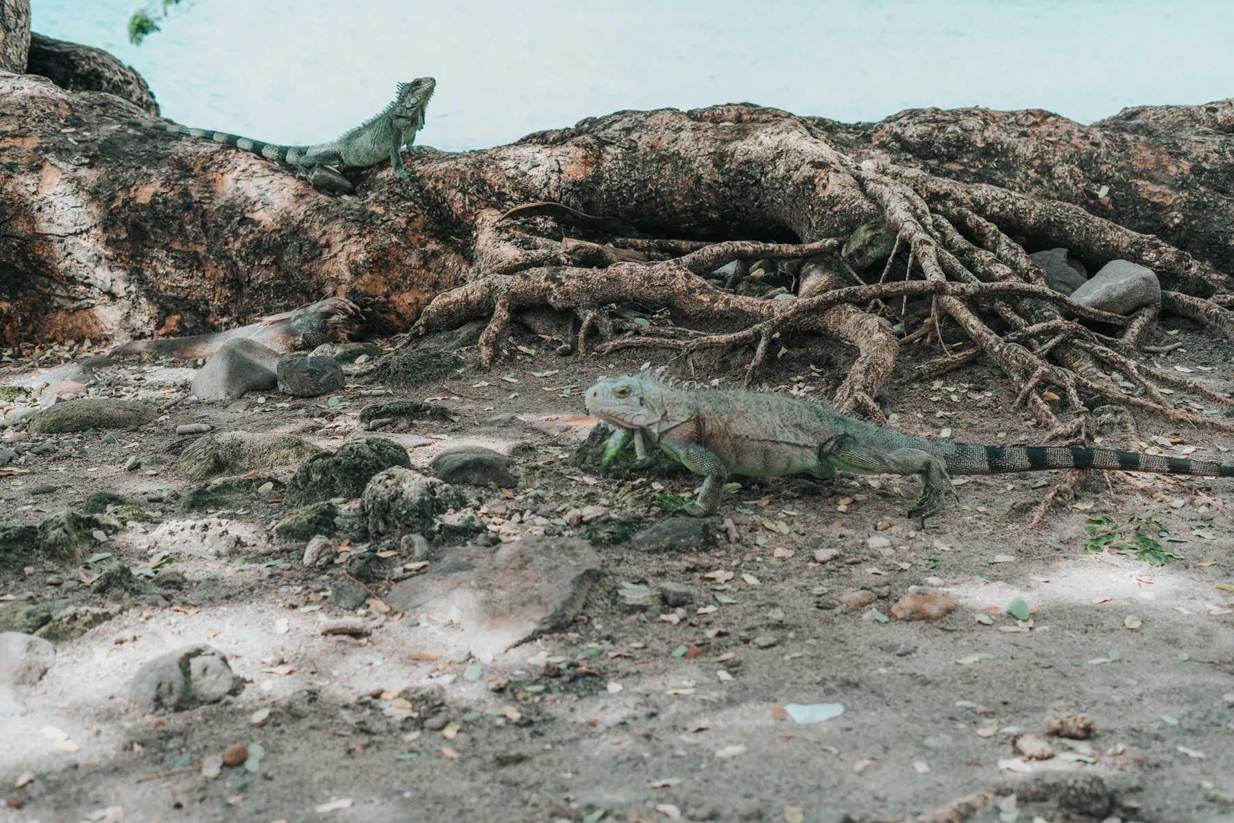 iguanas martinique fort-de-france.webp