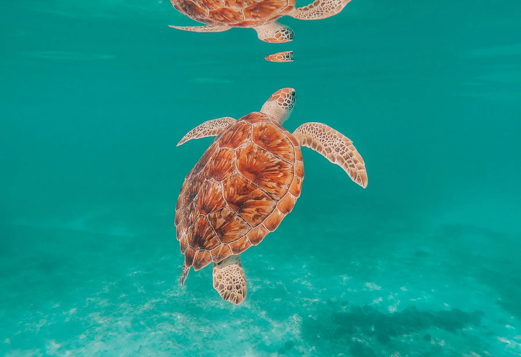 Turtle still.webp