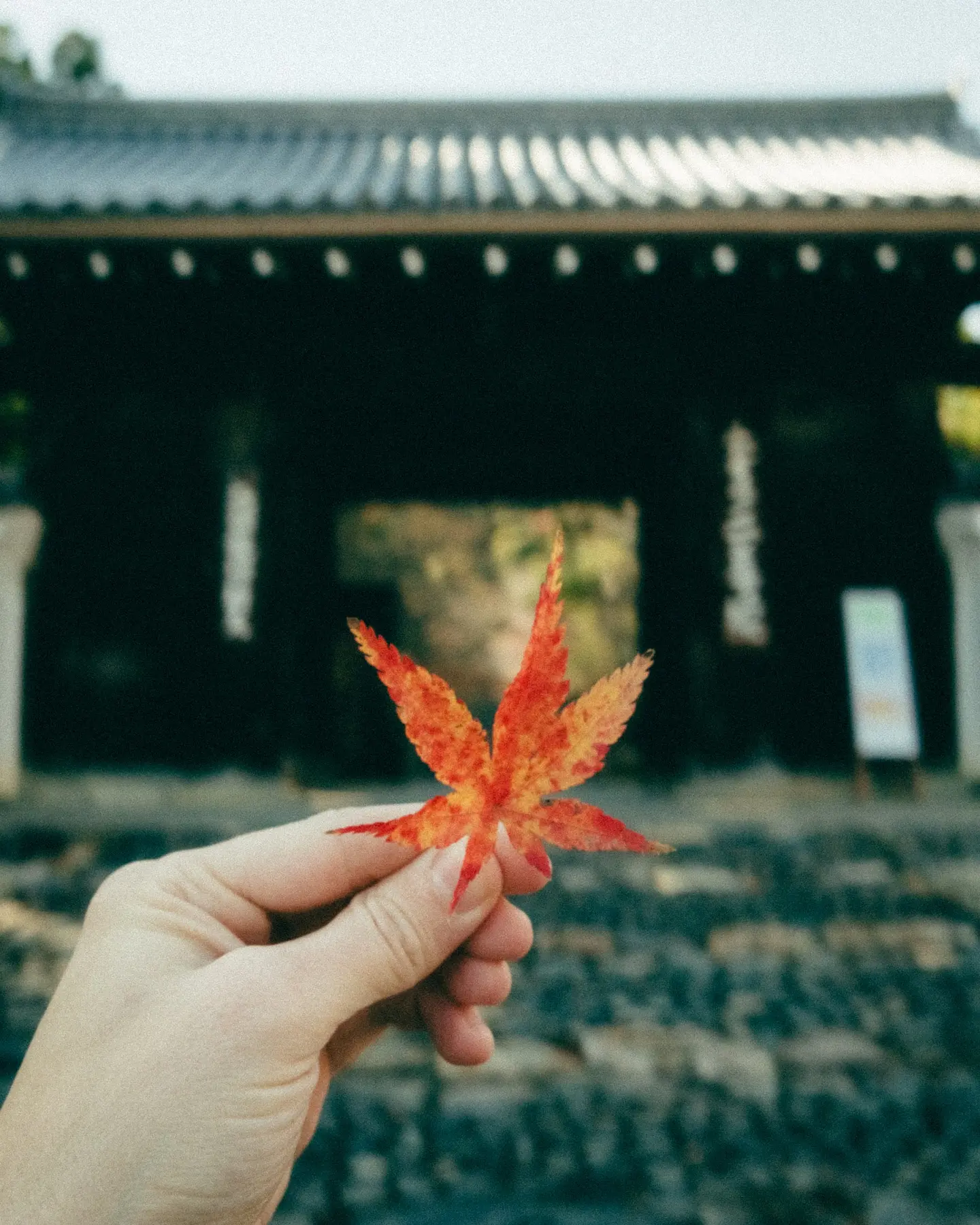 The Ultimate Japan Travel Itinerary: Tokyo & Kyoto in 9 Days travel photograph 6